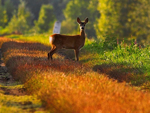 Keibul Lamjao National Park