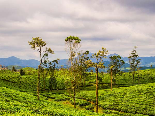 Valparai