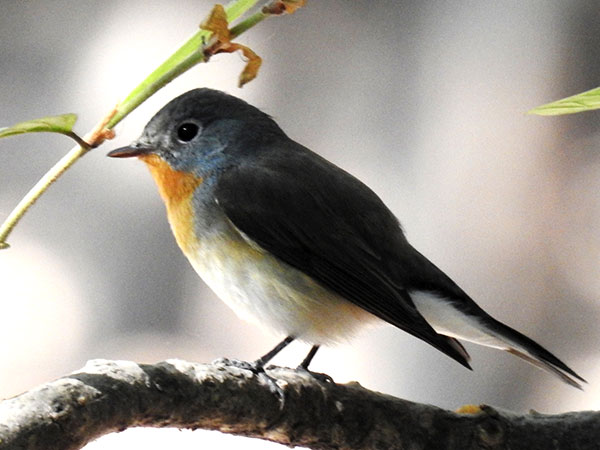 Kumbhalgarh Wildlife Sanctuary