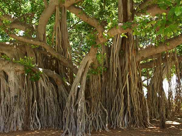 3) Adyar Banyan Tree, Chennai
