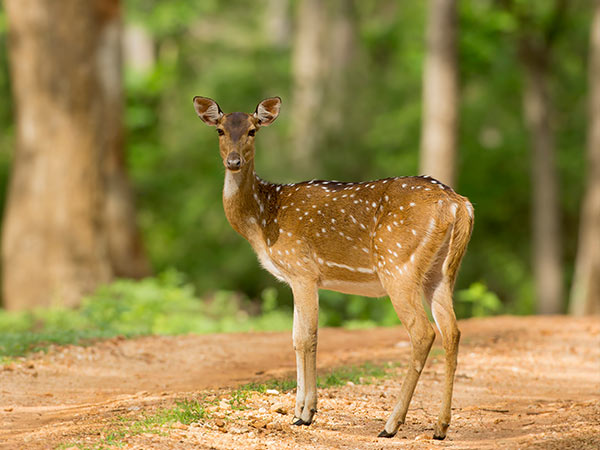 31. Mudumalai Wildlife Sanctuary