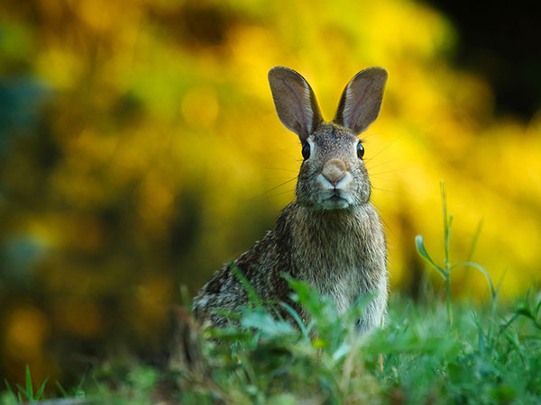 Wildlife And Sightseeing