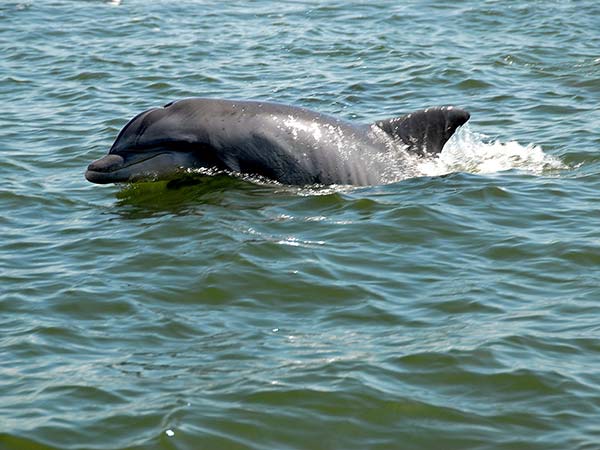 Vikramshila Gangetic Dolphin Sanctuary