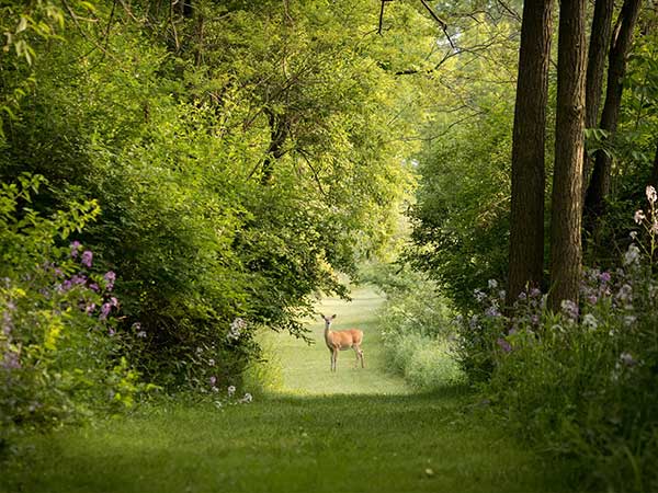 Nagarhole National Park