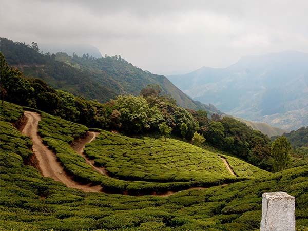 munnar tour from chennai