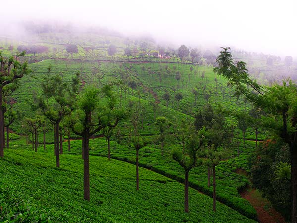 3) Coonoor