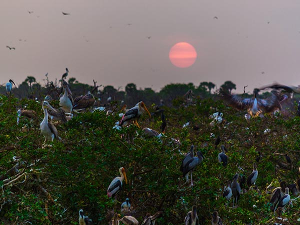 5. Vedanthangal Bird Sanctuary