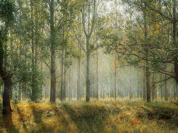 Best Time To Visit Molai Forest