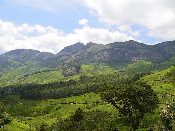 Munnar, Kerala