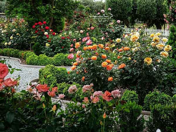 Rose Garden