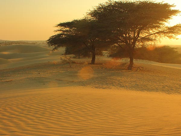 The Thar Desert