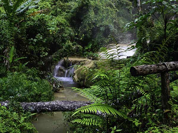 Dandeli