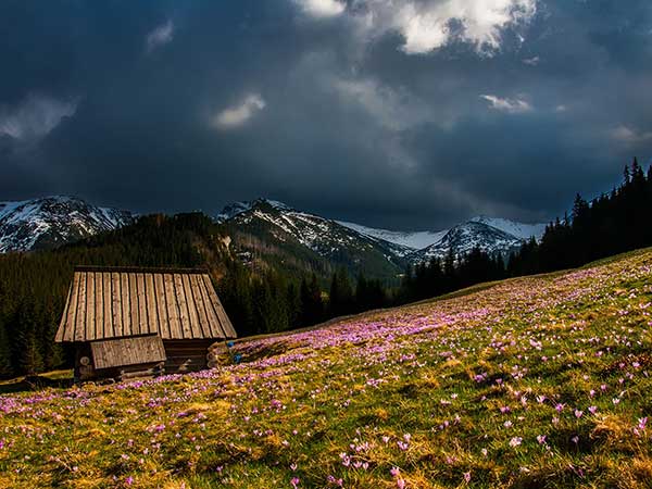 Valley Of Flowers
