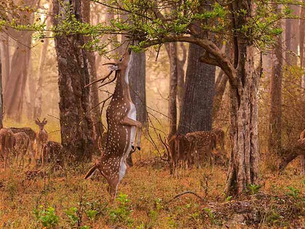 Final Destination – Nagarhole National Park