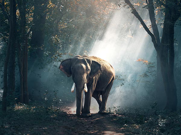 Final Destination – Kabini Wildlife Sanctuary