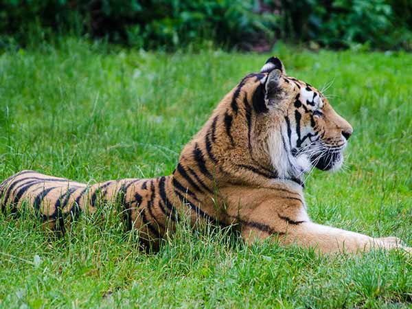 Jim Corbett National Park