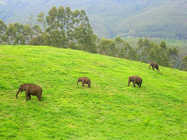 Elephant Arrival Spot
