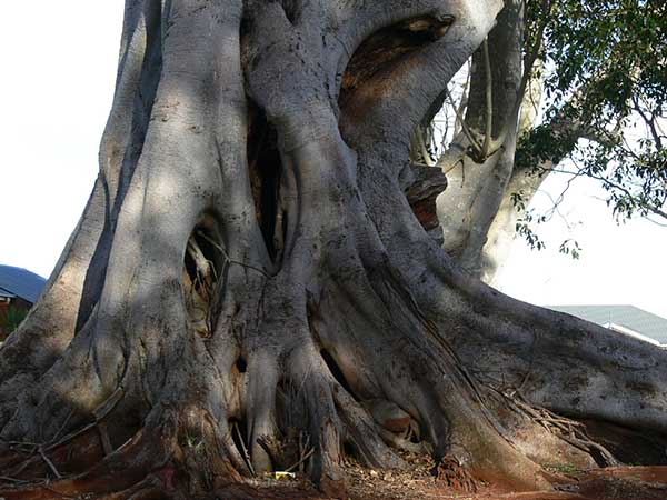 Dodda Sampige Mara