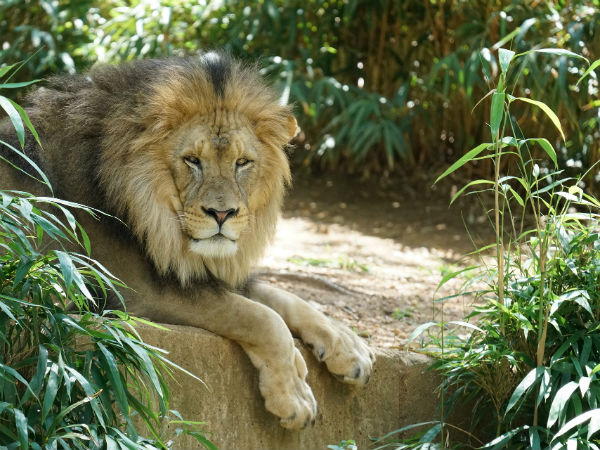 Gir Forest National Park