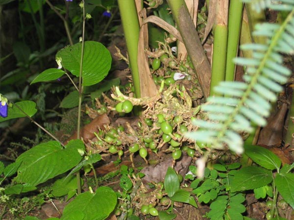 Green Park Ayurvedic And Spices Plantation