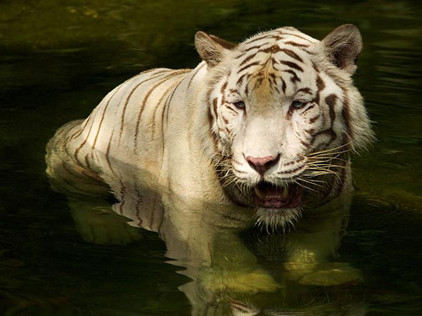 Sundarbans National Park