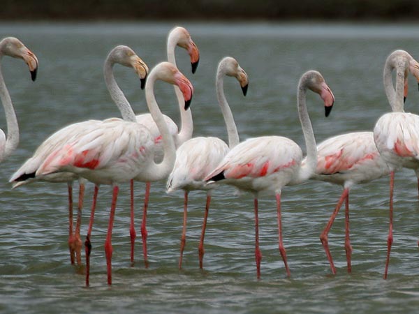 Rann Of Kutch Lake