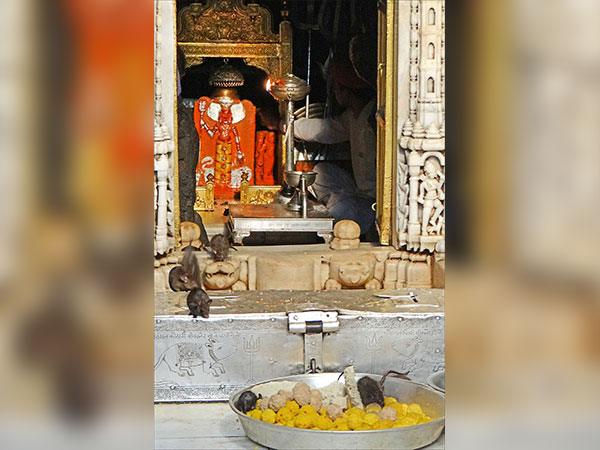 Karni Mata Temple