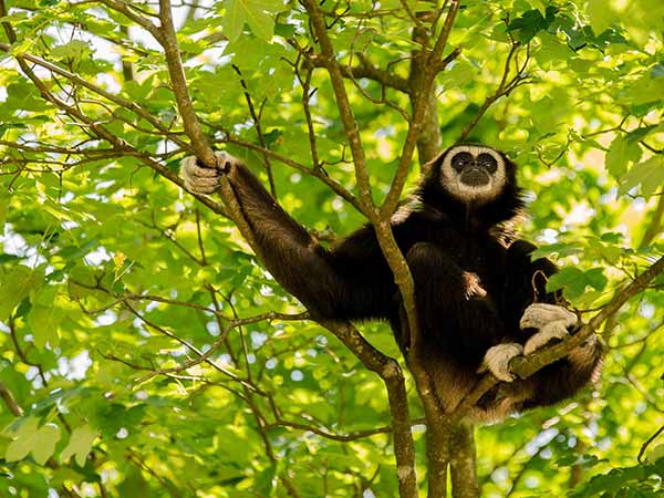 Murlen National Park