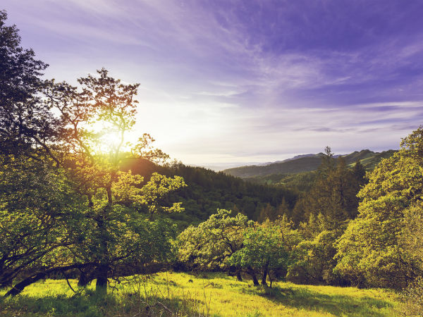 A Little Bit About Wilson Hills