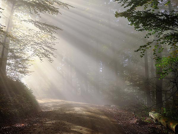 Dudhwa Forest