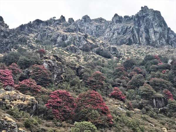 Trekking To Sandakphu