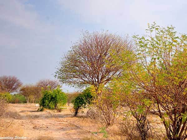 Dhrangadhra