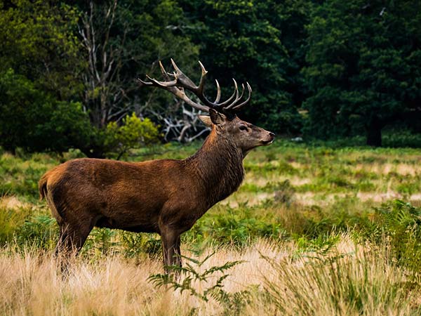 Richness In Wildlife