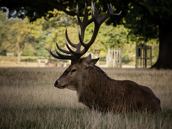Melkote Temple Wildlife Sanctuary