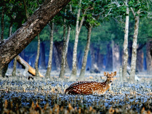 Final Destination – Sundarbans