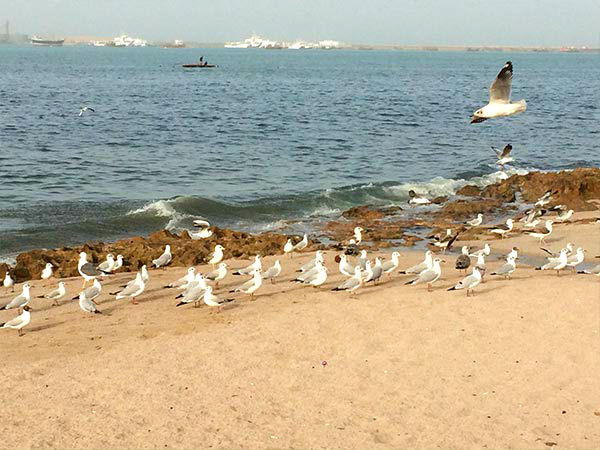Final Destination – Porbandar