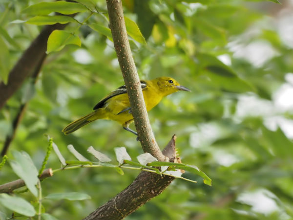 Sajnakhali Wildlife Sanctuary