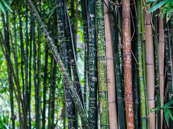 Bamboo Products And Fruit Plantations