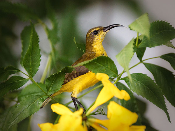 Vansda National Park