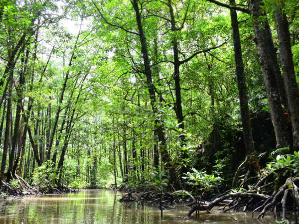 Explore Mangrove Forests