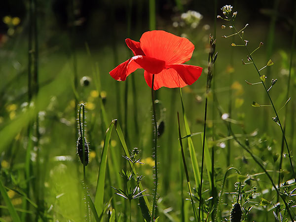 Dutch Garden