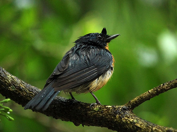 Purbasthali Bird Sanctuary