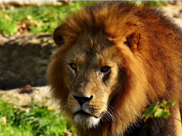 Vasona Lion Safari