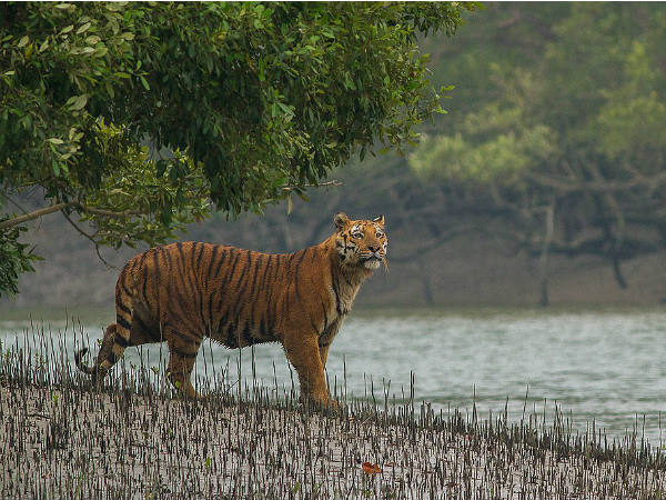 Wildlife Safari In Sundarbans