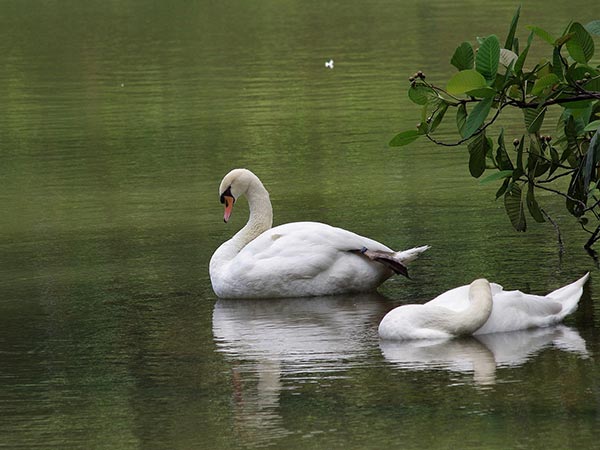 Gavier Lake