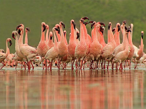 Porbandar Bird Sanctuary
