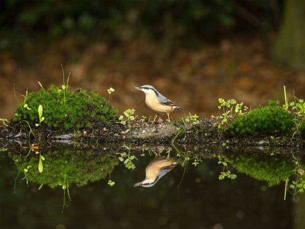 A Little Bit About Mahananda Wildlife Sanctuary