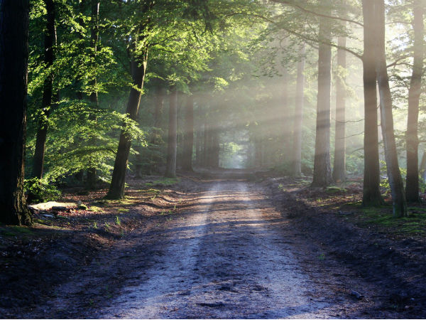 Gorumara National Park