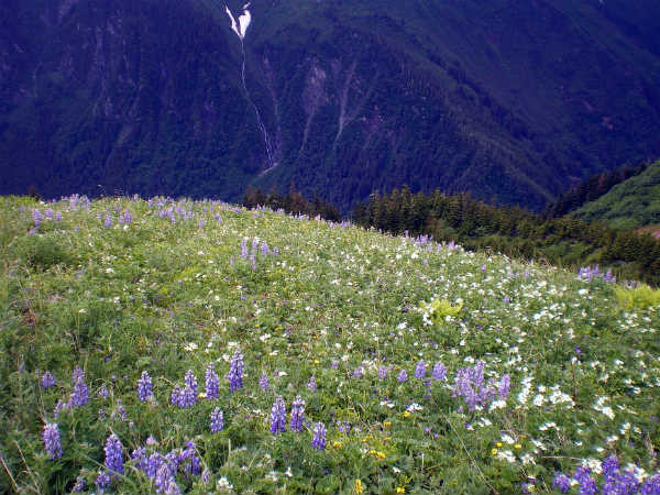 Yumthang Valley Of Flowers