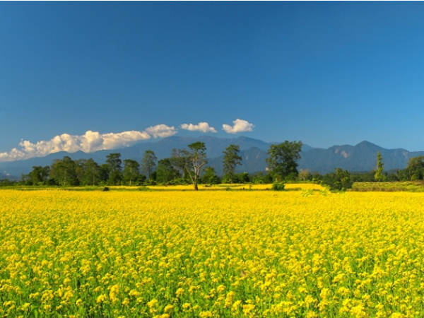 Why You Should Head To Bhalukpong